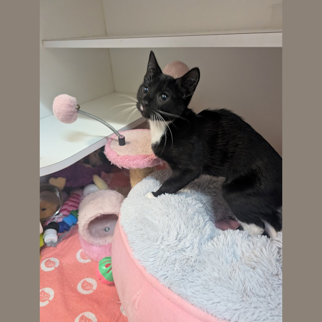 Photo of Lucky