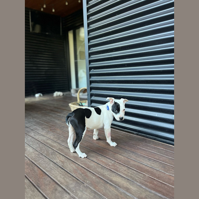 Photo of Boris   16 Week Old Staffy X