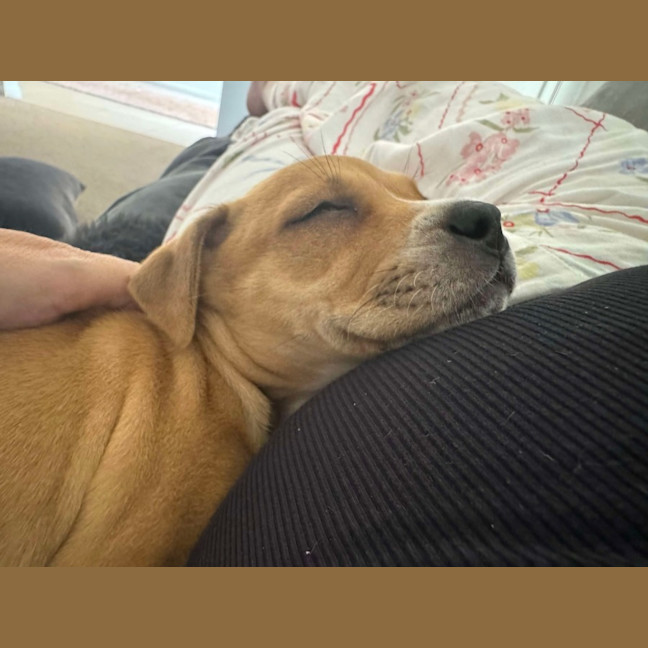 Photo of Rosie