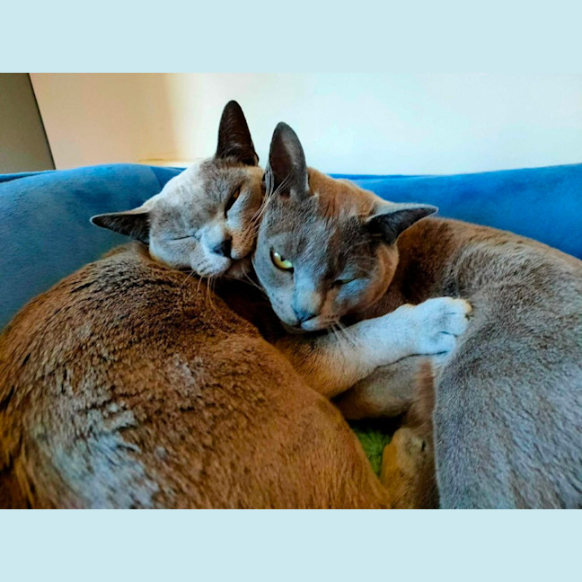 Photo of Nancy & Violet   In Foster Care In Avondale Height