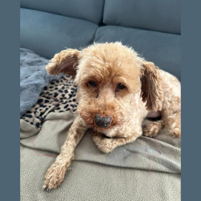 Photo of Todd And Copper