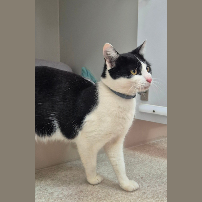 Photo of Gadget (0196)