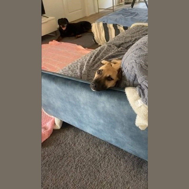 Photo of Phoebe