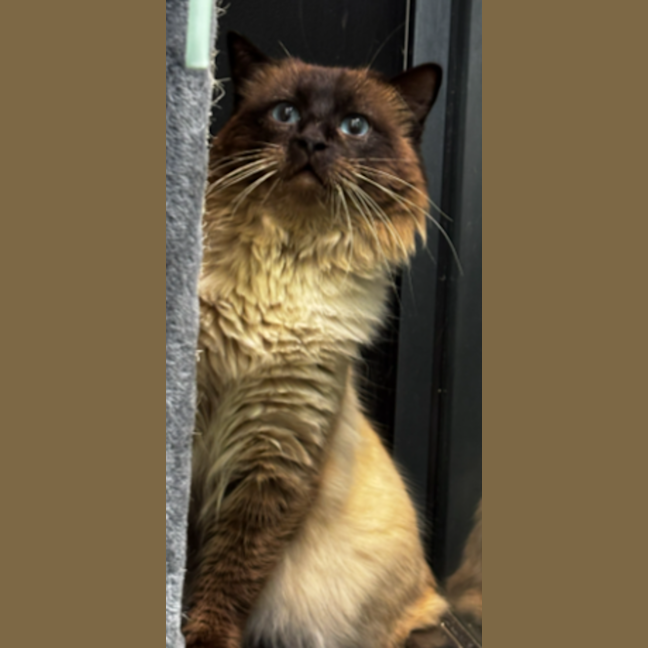 Photo of Sir Floofington Wigglebottom The Third