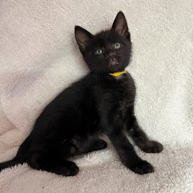 Photo of 11433   Potato