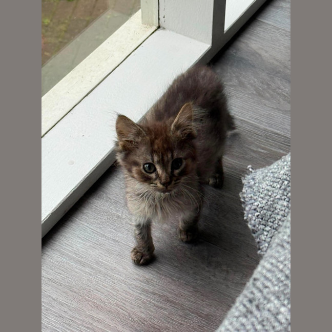 Photo of Maple **2nd Chance Cat Rescue**