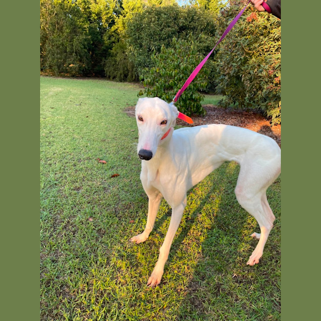 Photo of Dolly  Located Melbourne And Toongabbie