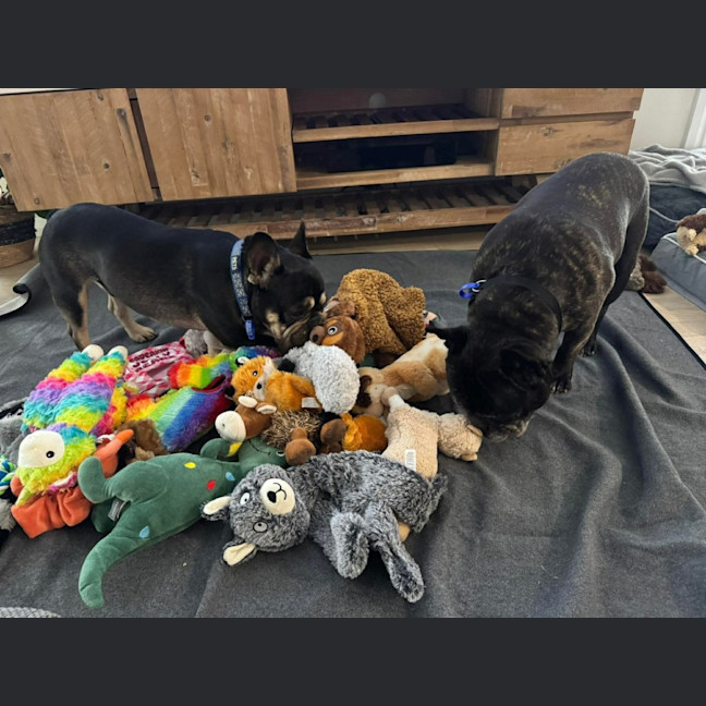 Photo of Pablo & Frankie    8 & 4 Yo French Bulldog