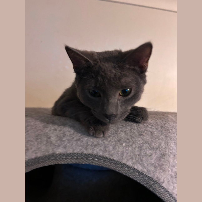 Photo of Maverick 
