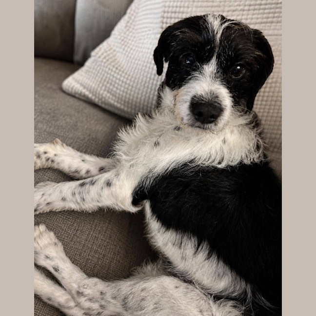 Photo of Oscar