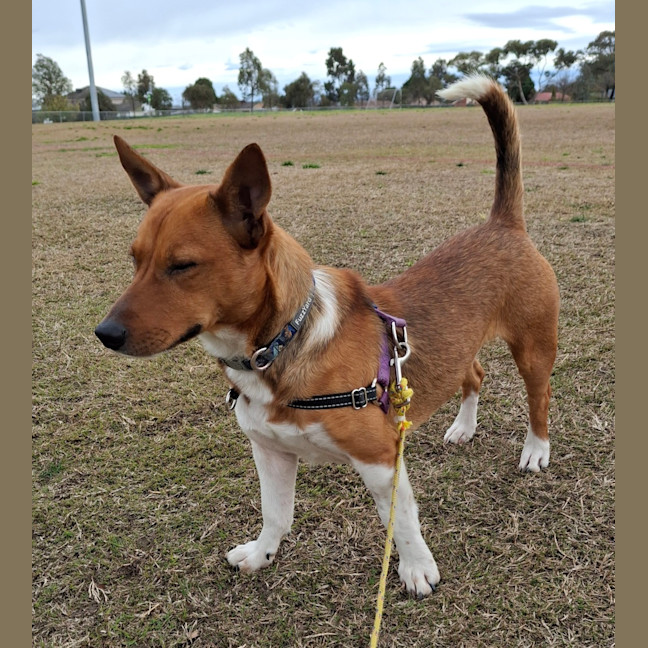 Photo of Scout (Was Mr Fox With The Socks)