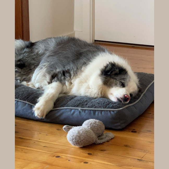 Photo of Bear