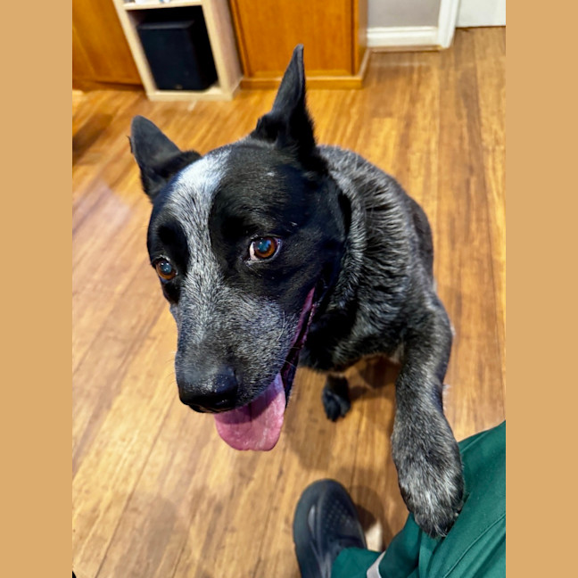 Photo of Blue Blu