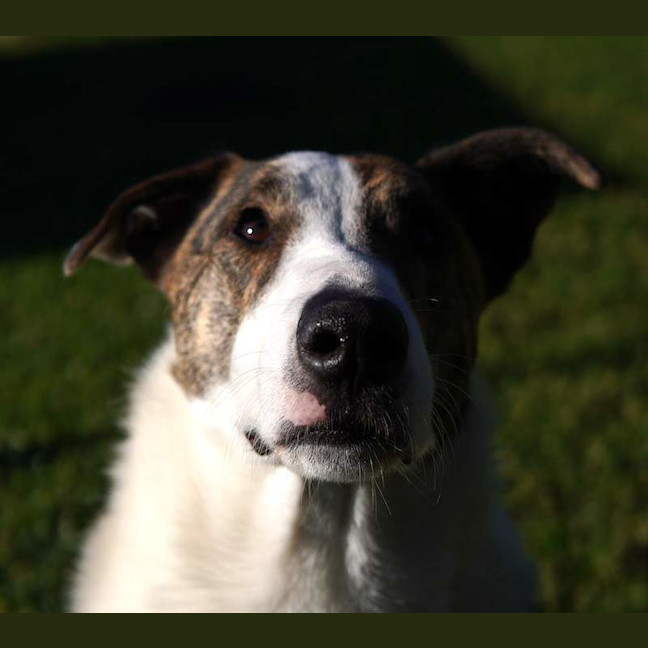 Photo of Chop