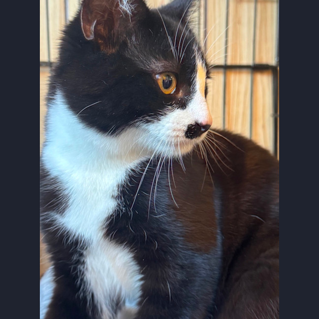 Photo of Socks