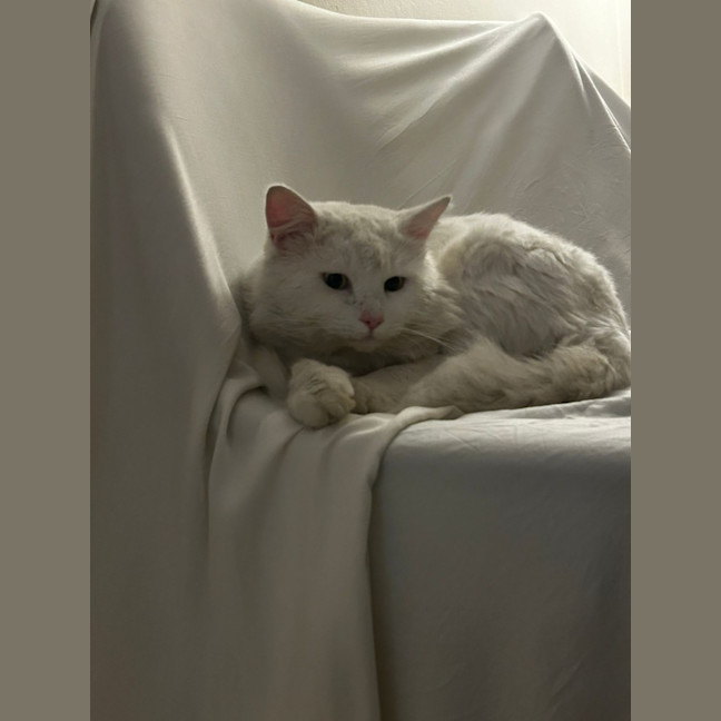 Photo of Bojangles