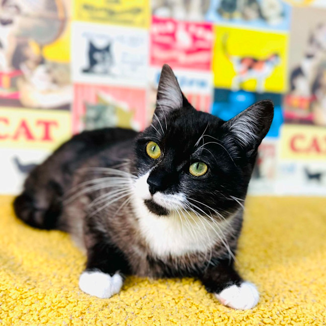 Photo of Henson   Located In Preston