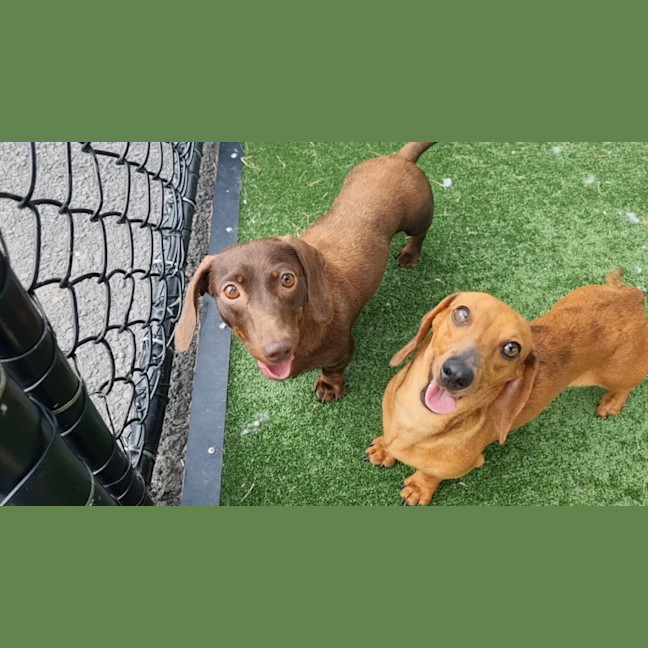 Photo of Dorothy Imp 2569