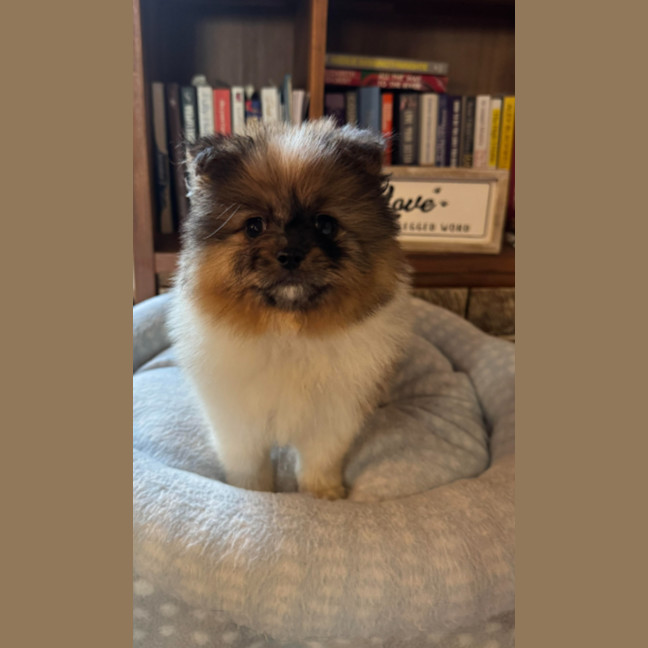Photo of Violet