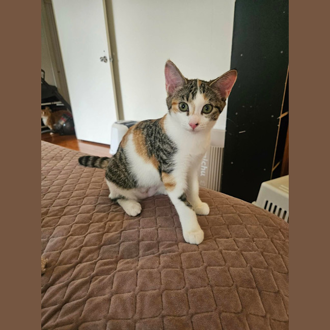 Photo of Pebbles