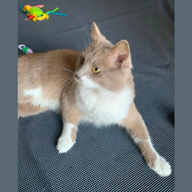 Photo of Bodhi 🦁🥰💙