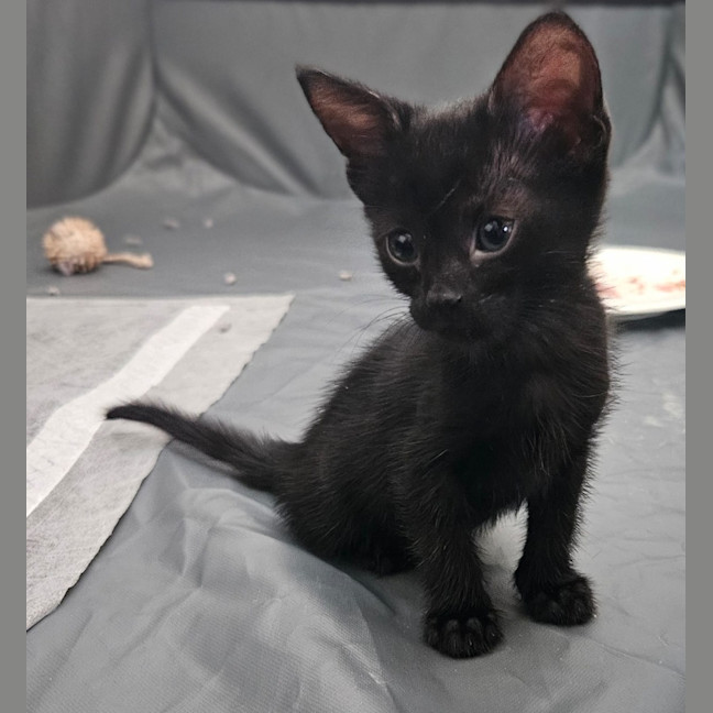 Photo of Void The Valiant