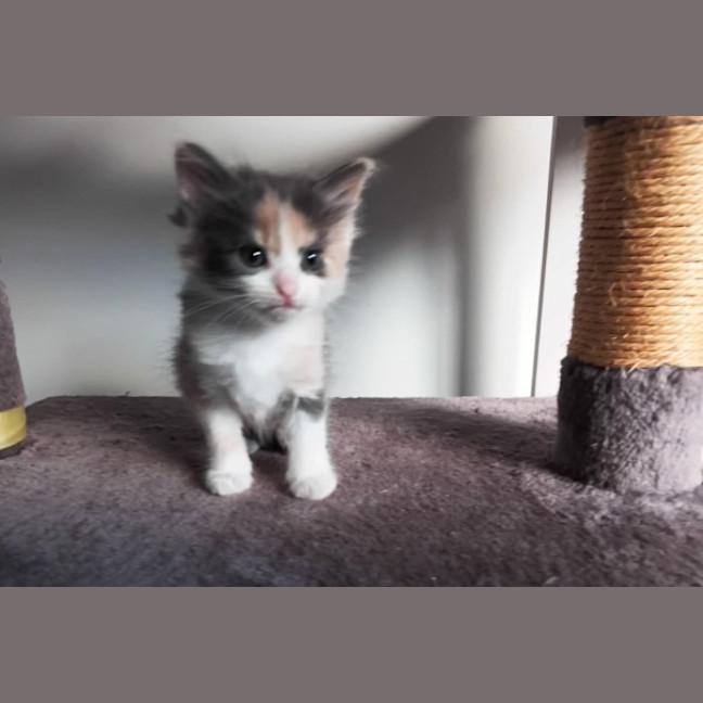 Photo of Mini