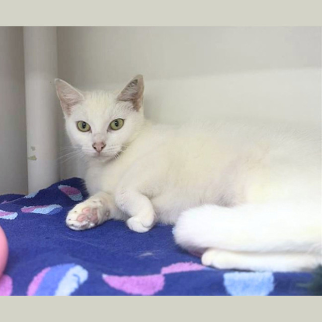 Photo of Marshmallow