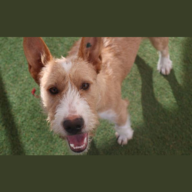 Photo of Rusty