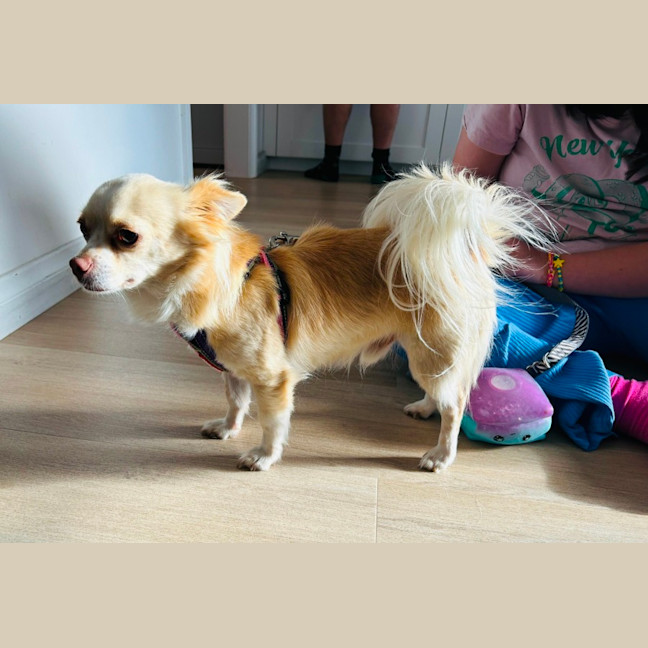 Photo of Oscar