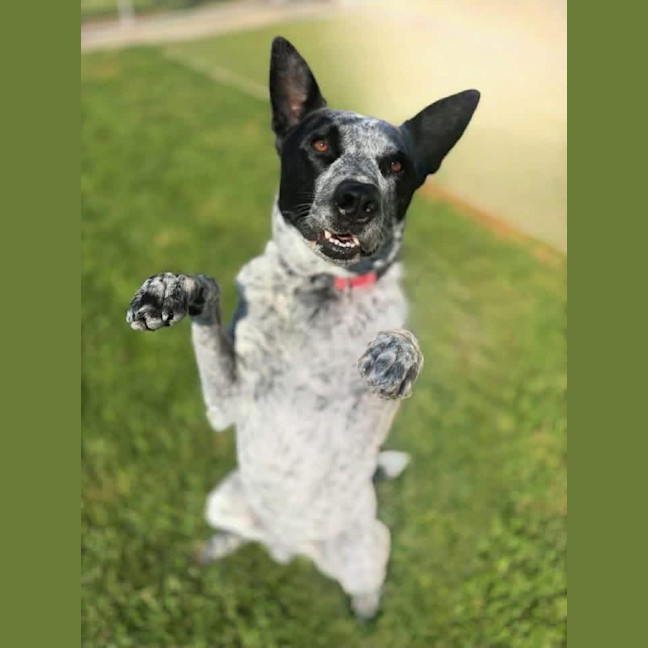 Photo of Boof