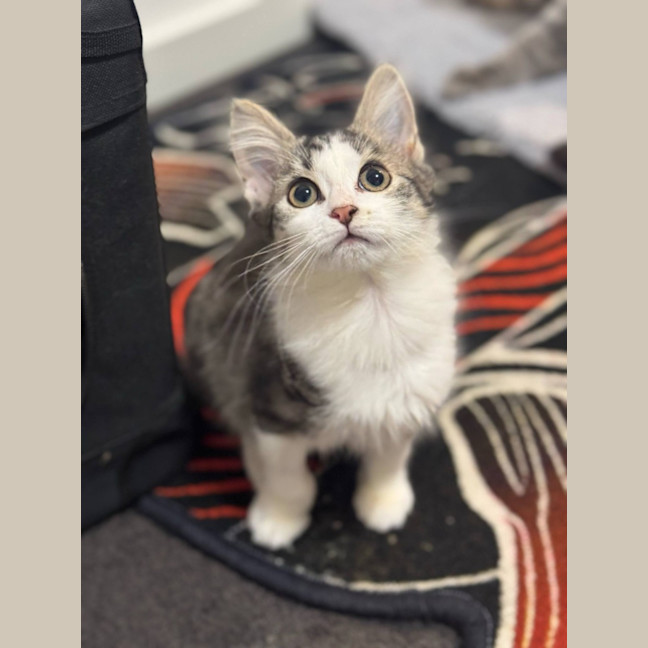 Photo of Smeagle Mc Cotton Ball