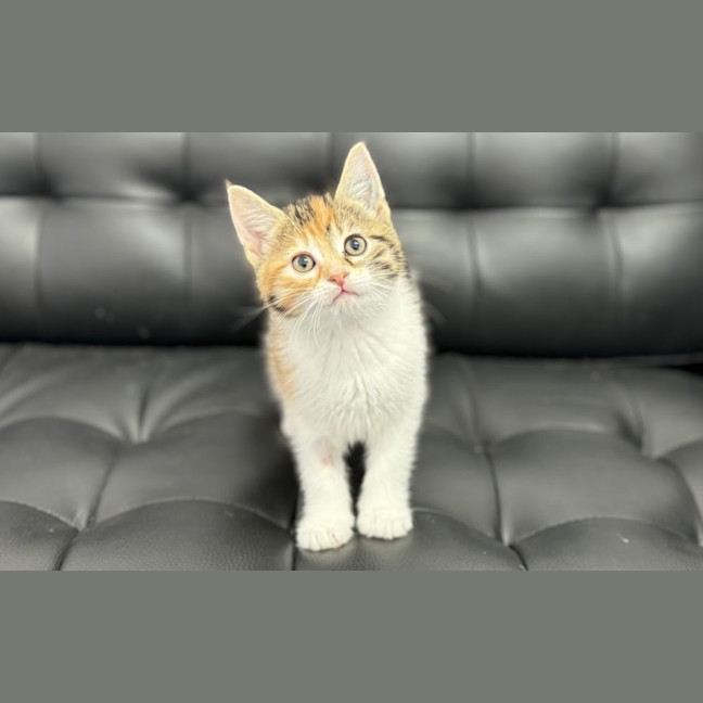 Photo of Missy