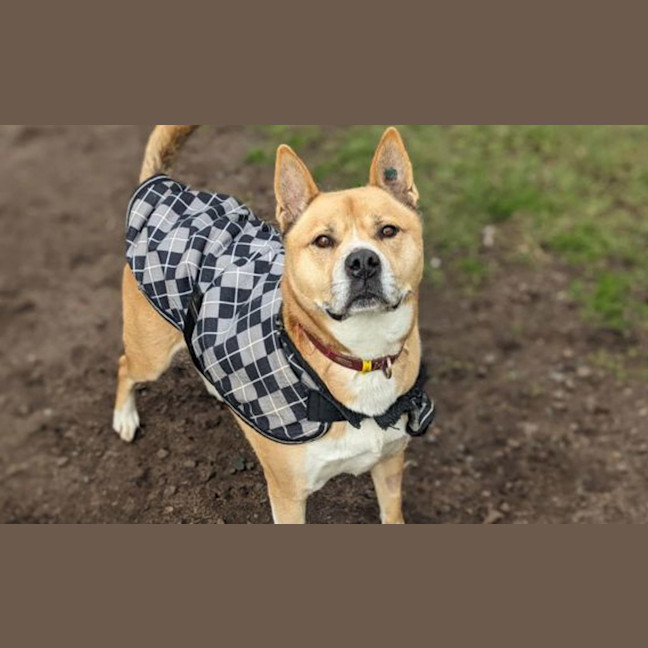 Photo of Simba