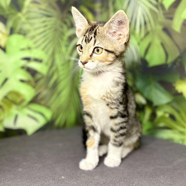 Photo of Ulla  Meet Me At Vets On Parker Templestowe