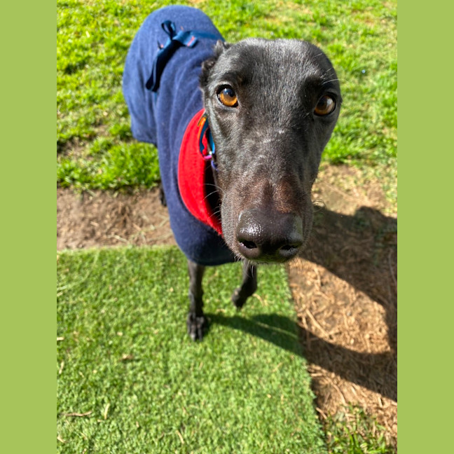 Photo of Georgia The Greyhound 