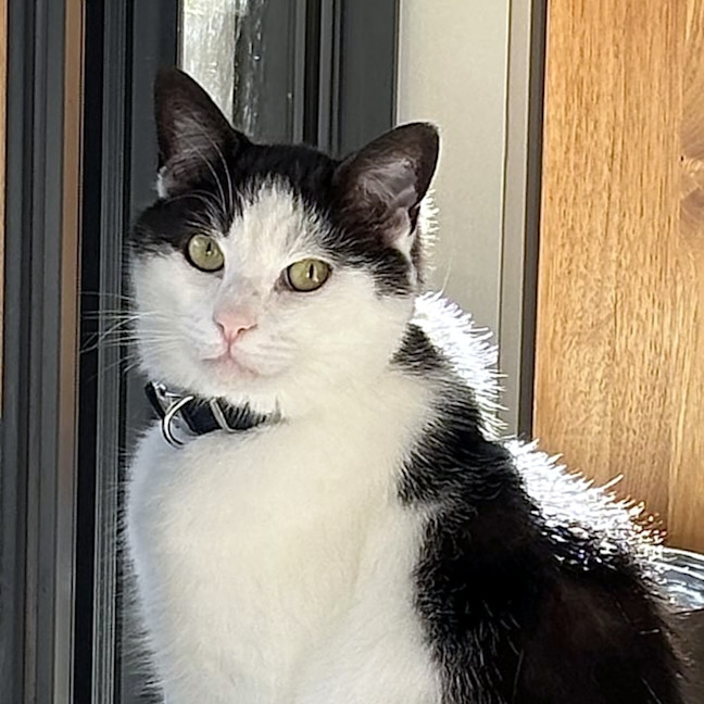 Photo of Inca Sua014084