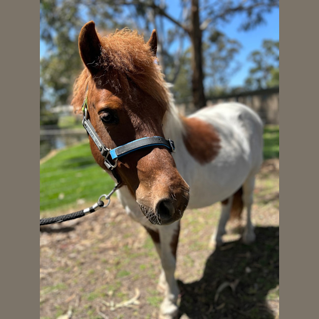 Photo of Diablo