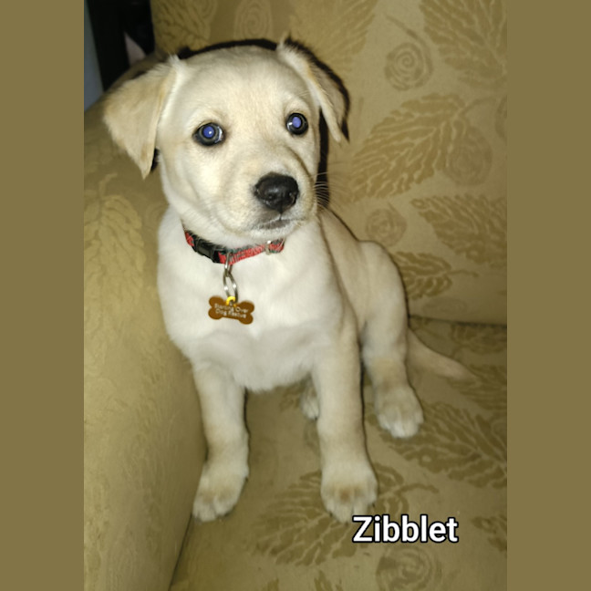 Photo of Zibblet