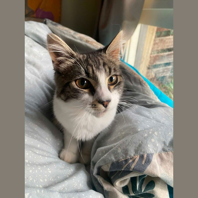 Photo of Sage