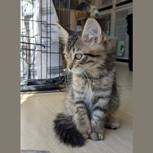 Photo of Cooper