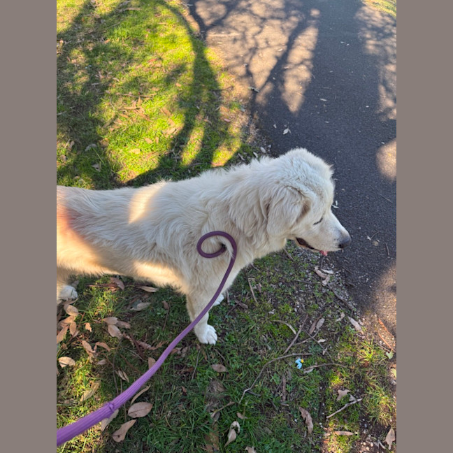 Photo of Lyra