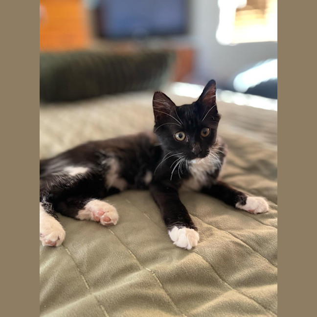 Photo of Honesty Black