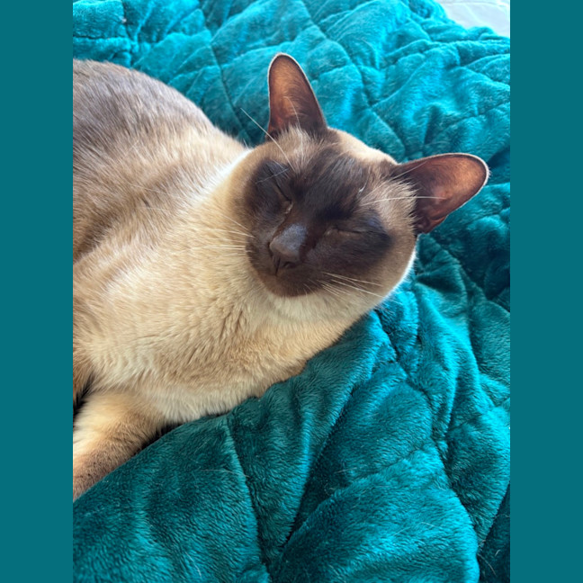 Photo of Charlie **2nd Chance Cat Rescue**