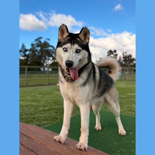 Photo of Ace