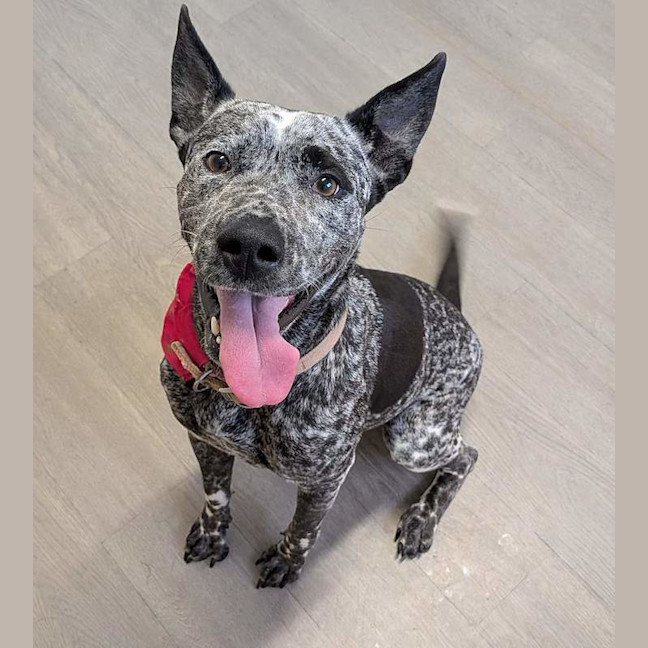 Photo of Peppa