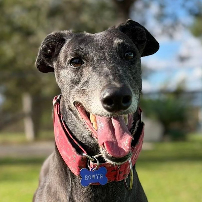 Photo of Eowyn The Greyhound