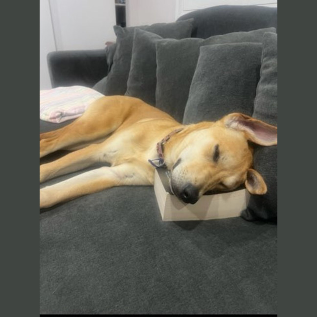 Photo of Kelly   15 Month Old Ridgeback X