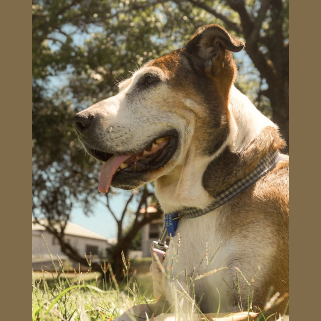 Photo of Missy   6 Year Old Staffy X