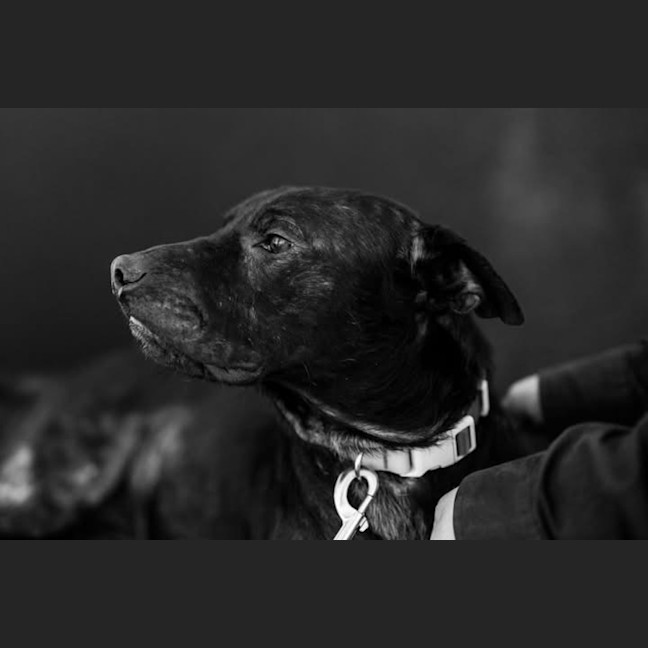 Photo of Onyx 